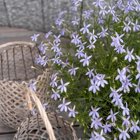 Schlegelhof Гостевой дом 4*