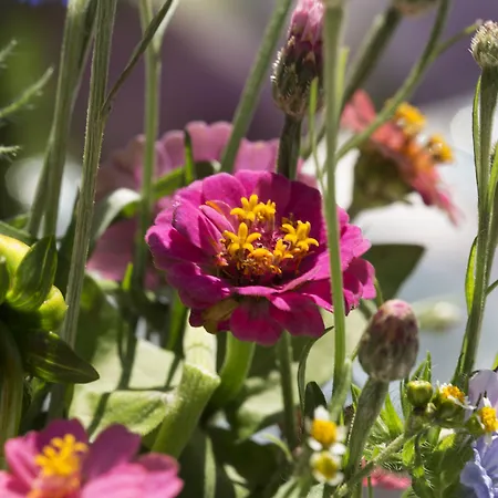 Konukevi Schlegelhof