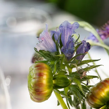 Schlegelhof Гостевой дом Кирхцартен