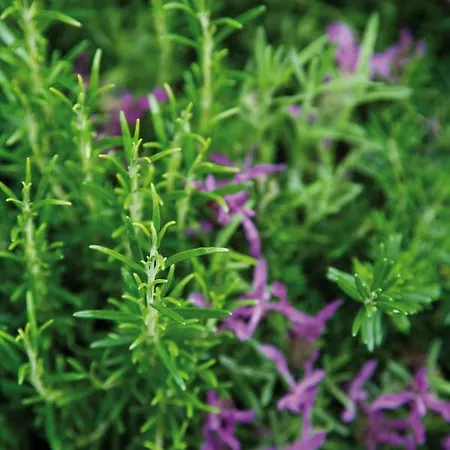 Schlegelhof Гостевой дом Кирхцартен